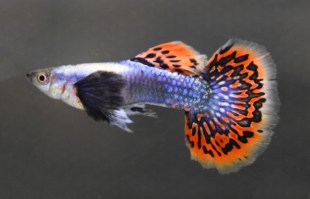 guppy platinum red mosaic big ear 